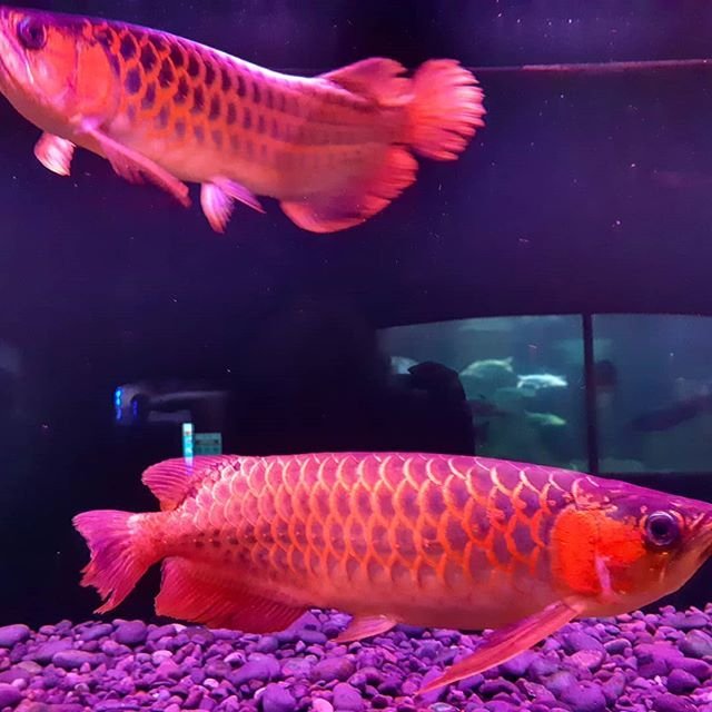 Super Red Arowana and Albino Stingray fish for sale